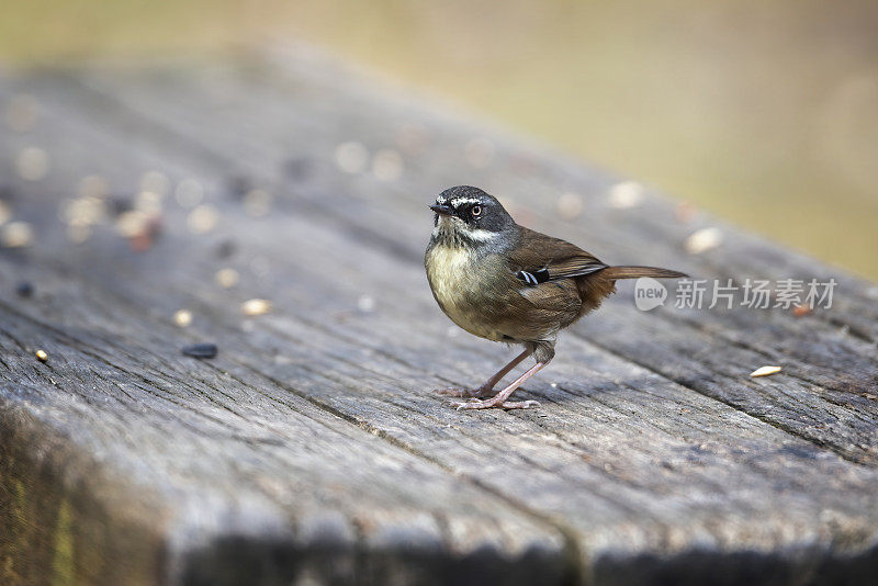 白眉鹪(frontalis Sericornis)